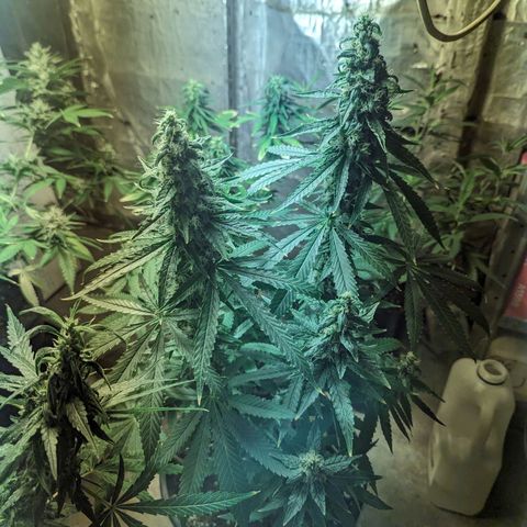 Unknown strain growlog timeline photo