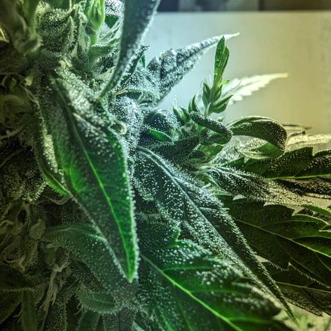 Unknown strain growlog timeline photo