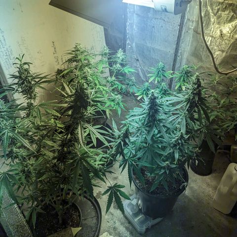 Unknown strain growlog timeline photo