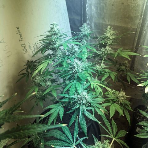 Unknown strain growlog timeline photo