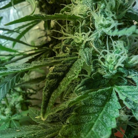 Unknown strain growlog timeline photo