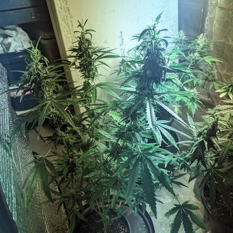 Unknown strain growlog timeline photo