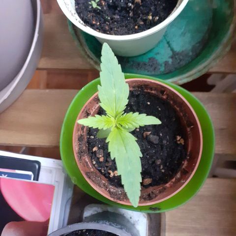 Juana semmpre puttana growlog photo: Secondo paio di foglie