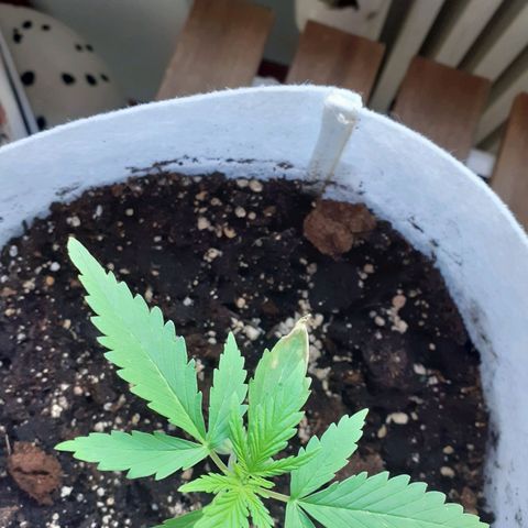 Juana semmpre puttana growlog photo: Strani avvizzimenti delle punte delle prime foglie  sintomo relativamente preoccupante.... speriamo bene.