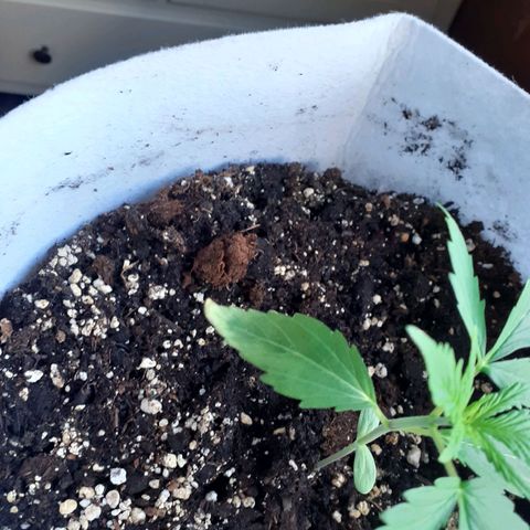 Juana semmpre puttana growlog photo: Strani avvizzimenti delle punte delle prime foglie  sintomo relativamente preoccupante.... speriamo bene.
