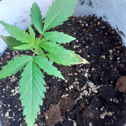 Juana semmpre puttana growlog timeline photo