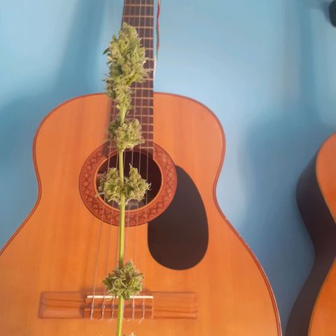 Juana semmpre puttana growlog photo: Harvest