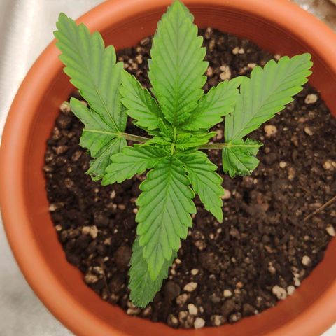Sour Diesel 1 growlog photo: Fucking cat, ate pieces of my plant! Multilated the poor girls! 😠😡🤬😤