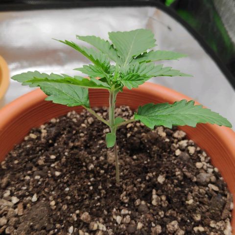 Sour Diesel 2 growlog photo: Fucking cat, ate pieces of my plant! Multilated the poor girls! 😠😡🤬😤