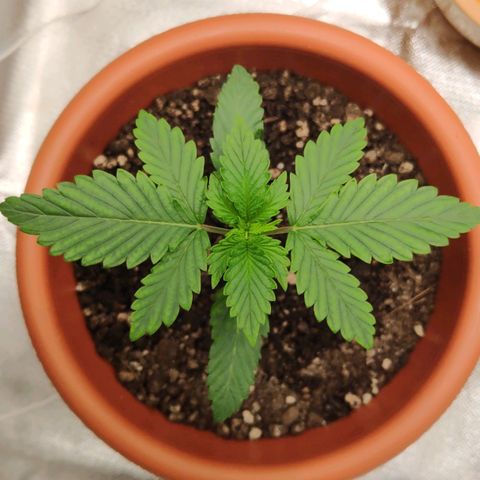 Sour Diesel 1 growlog photo: 7:43 today, before my cat fucking mutilated the poor plant. 😤