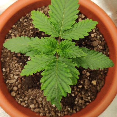 Sour Diesel 2 growlog photo: 7:43 today, before my cat fucking mutilated the poor plant. 😤