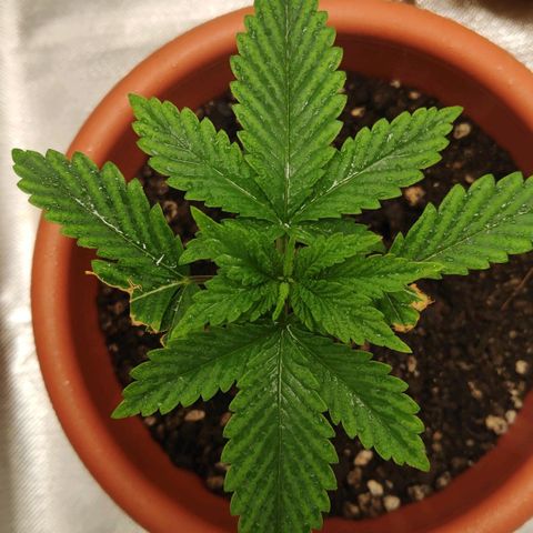Sour Diesel 1 growlog photo: Two days after the misfortune of my cat eating some leaves from my plant. Recovering... 🤕