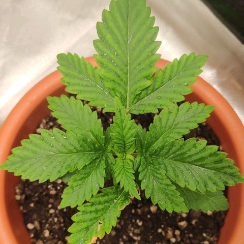Sour Diesel 2 growlog photo: Two days after the misfortune of my cat eating some leaves from my plant. Recovering... 🤕