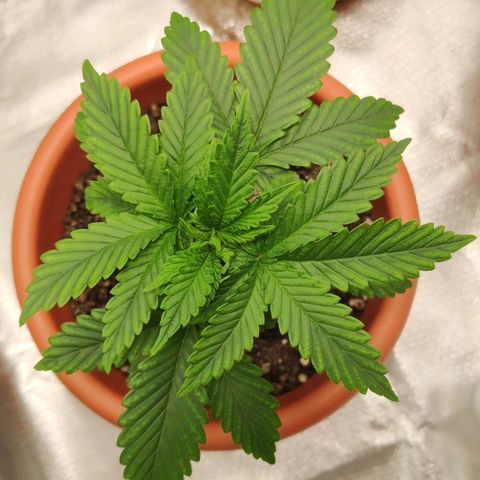 Sour Diesel 1 growlog photo: Six days after the misfortune of my cat eating some leafs of my plant. Recovering... 🤕