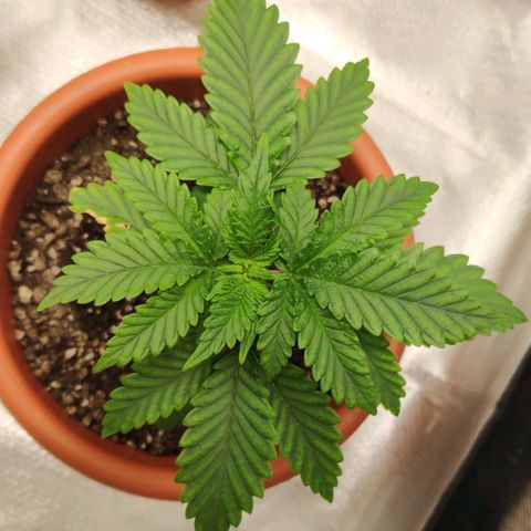 Sour Diesel 2 growlog photo: Six days after the misfortune of my cat eating some leafs of my plant. Recovering... 🤕