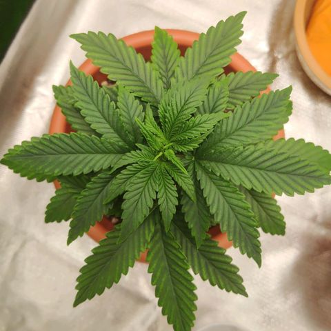 Sour Diesel 1 growlog photo: Nine days after the misfortune of my cat eating some leafs of my plant. Recovering strongly! 💪🏻🩹