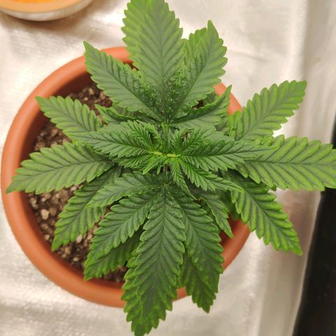 Sour Diesel 2 growlog photo: Nine days after the misfortune of my cat eating some leafs of my plant. Recovering strongly! 💪🏻🩹