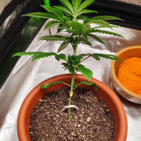 Sour Diesel 1 growlog photo: Starting LST technique.
