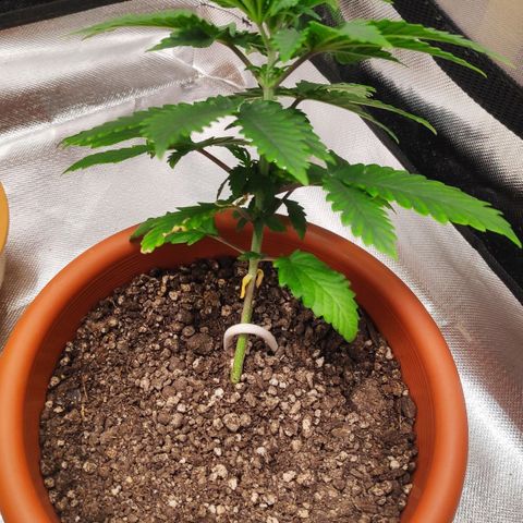 Sour Diesel 2 growlog photo: Starting LST technique.