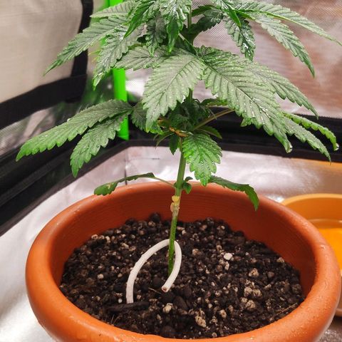 Sour Diesel 1 growlog photo: I was doing LST the wrong way. Putting the girls back into their "normal state".