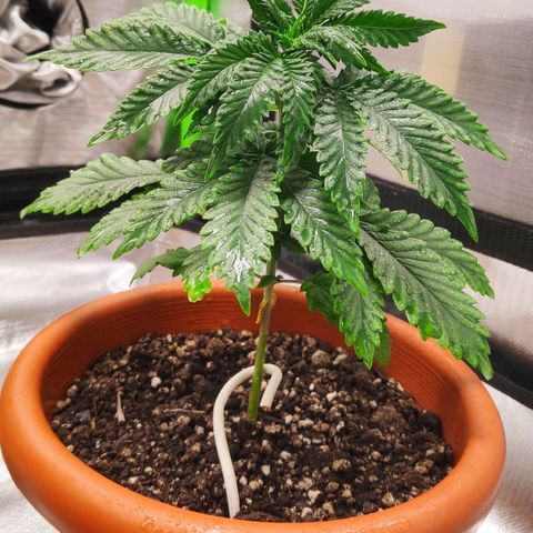 Sour Diesel 2 growlog photo: I was doing LST the wrong way. Putting the girls back into their "normal state".