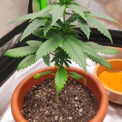 Sour Diesel 1 growlog photo: Five days of vegetative state.
