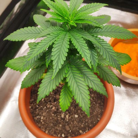 Sour Diesel 1 growlog photo: Five days of vegetative state.