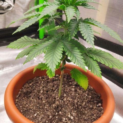 Sour Diesel 2 growlog photo: Five days of vegetative state.