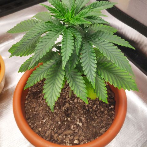 Sour Diesel 2 growlog photo: Five days of vegetative state.