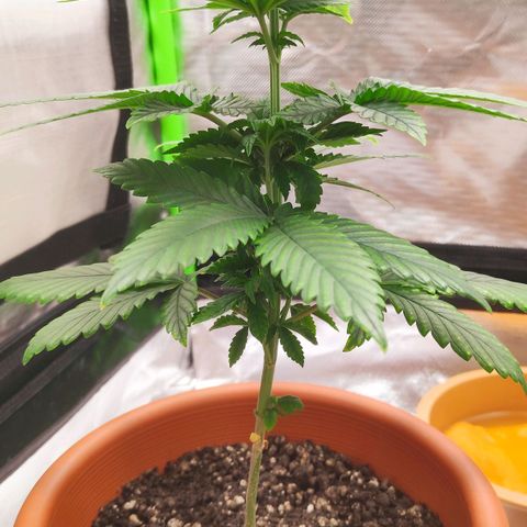 Sour Diesel 1 growlog photo: The first pruning of the girls. I removed the bottom four leaves. ✂️