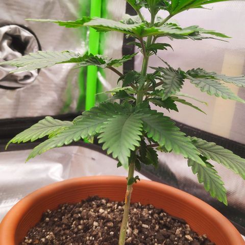 Sour Diesel 2 growlog photo: The first pruning of the girls. I removed the bottom four leaves. ✂️