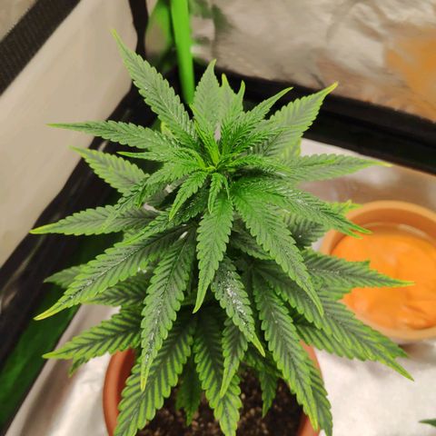 Sour Diesel 1 growlog photo: After the defoliation of the bottom leaves.