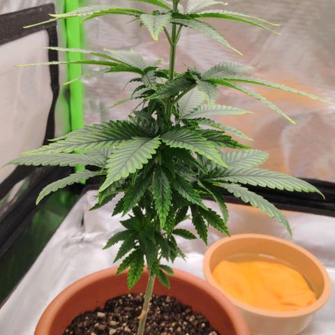 Sour Diesel 1 growlog photo: After the defoliation of the bottom leaves.