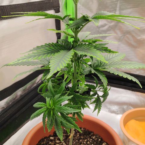 Sour Diesel 1 growlog photo: Started the LST.
Need to remove it after 7 days counting from now.