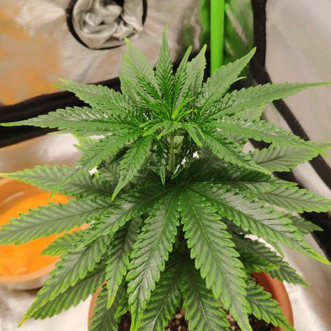 Sour Diesel 2 growlog photo: After the defoliation of the bottom leaves.
