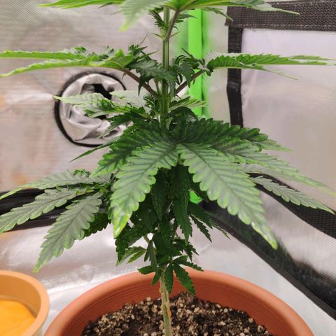 Sour Diesel 2 growlog photo: After the defoliation of the bottom leaves.