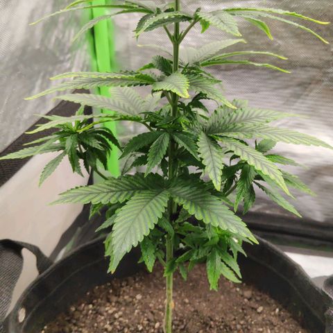 Sour Diesel 1 growlog photo: After transplanting into the new pot.
