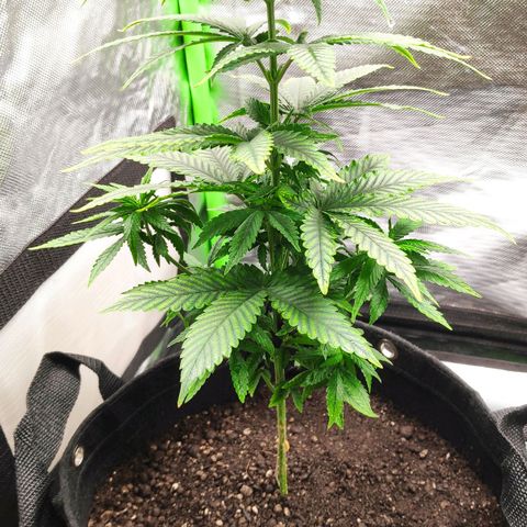 Sour Diesel 1 growlog photo: After transplanting into the new pot.
