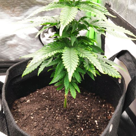 Sour Diesel 2 growlog photo: After transplanting into the new pot.