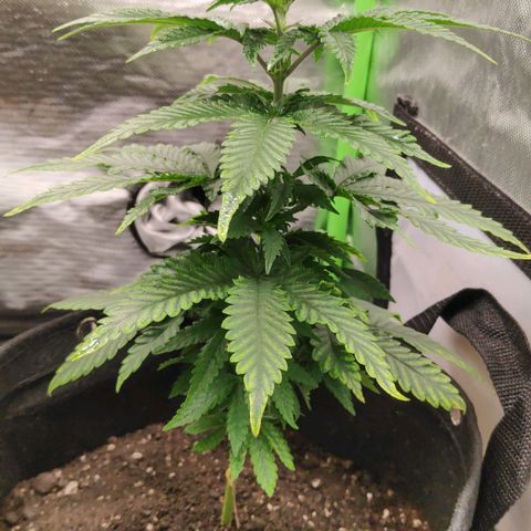 Sour Diesel 2 growlog photo: After transplanting into the new pot.