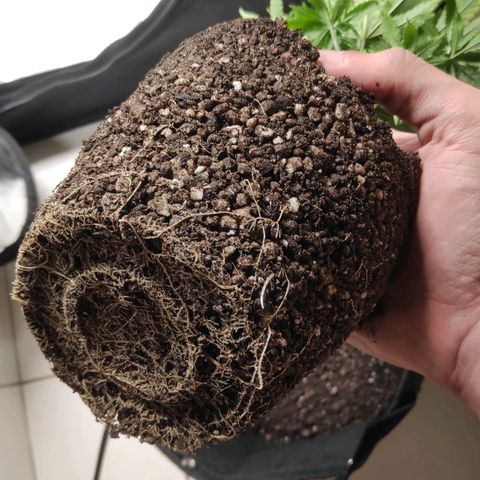 Sour Diesel 1 growlog photo: The roots exposed when removing from the old pot (small and made of plastic) to the new pot (large and made of felt).