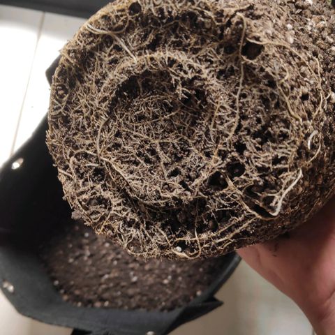 Sour Diesel 1 growlog photo: The roots exposed when removing from the old pot (small and made of plastic) to the new pot (large and made of felt).