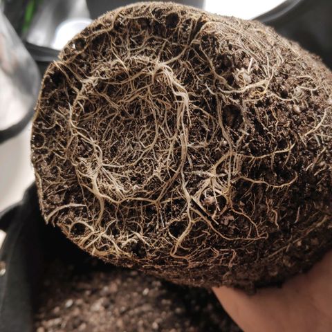 Sour Diesel 2 growlog photo: The roots exposed when removing from the old pot (small and made of plastic) to the new pot (large and made of felt).
