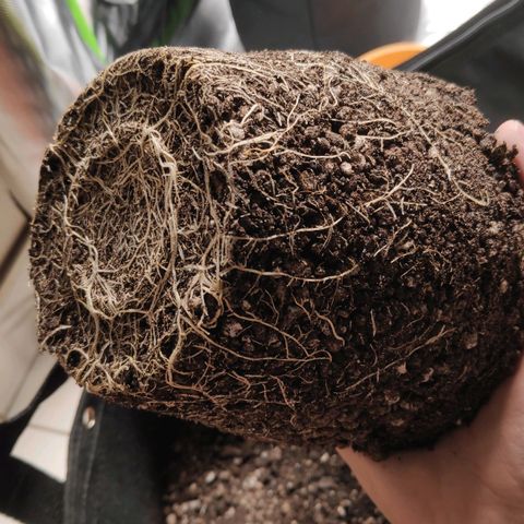 Sour Diesel 2 growlog photo: The roots exposed when removing from the old pot (small and made of plastic) to the new pot (large and made of felt).