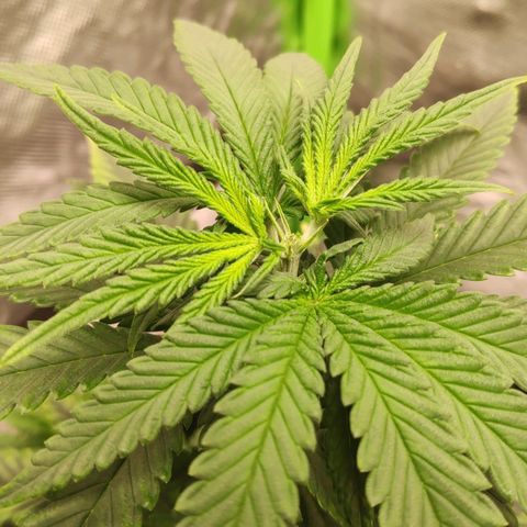 Sour Diesel 1 growlog photo: Top crop.