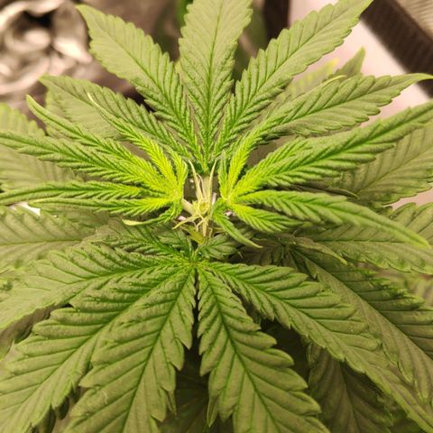 Sour Diesel 2 growlog photo: Top crop.