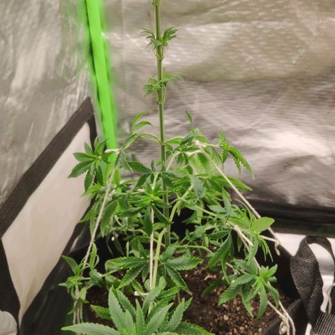 Sour Diesel 1 growlog photo: LST with ropes, after cutting off the larger leaves that were shading the lower branches.