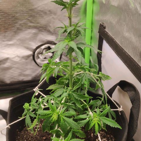 Sour Diesel 2 growlog photo: LST with ropes, after cutting off the larger leaves that were shading the lower branches.