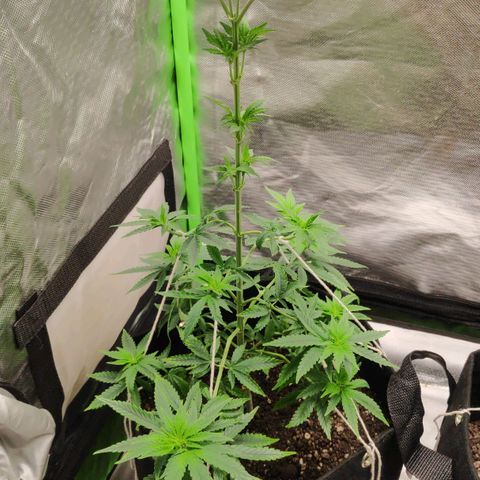 Sour Diesel 1 growlog photo: One day after LST twine ropes.