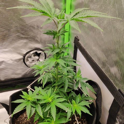 Sour Diesel 2 growlog photo: One day after LST twine ropes.